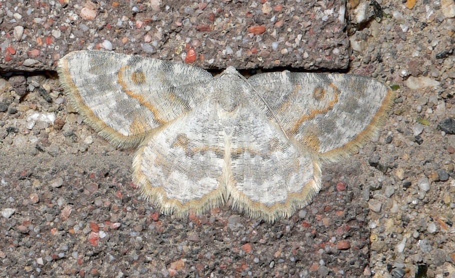 Identificazione falena 31